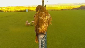 auch Vögel müssen mal ins Internet gucken